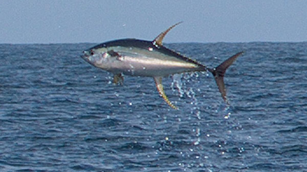 The How, Where, and Why of Fishing for Yellowfin Tuna - Anglers Journal - A  Fishing Life