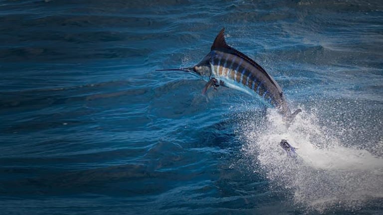 Big rock deals blue marlin tournament