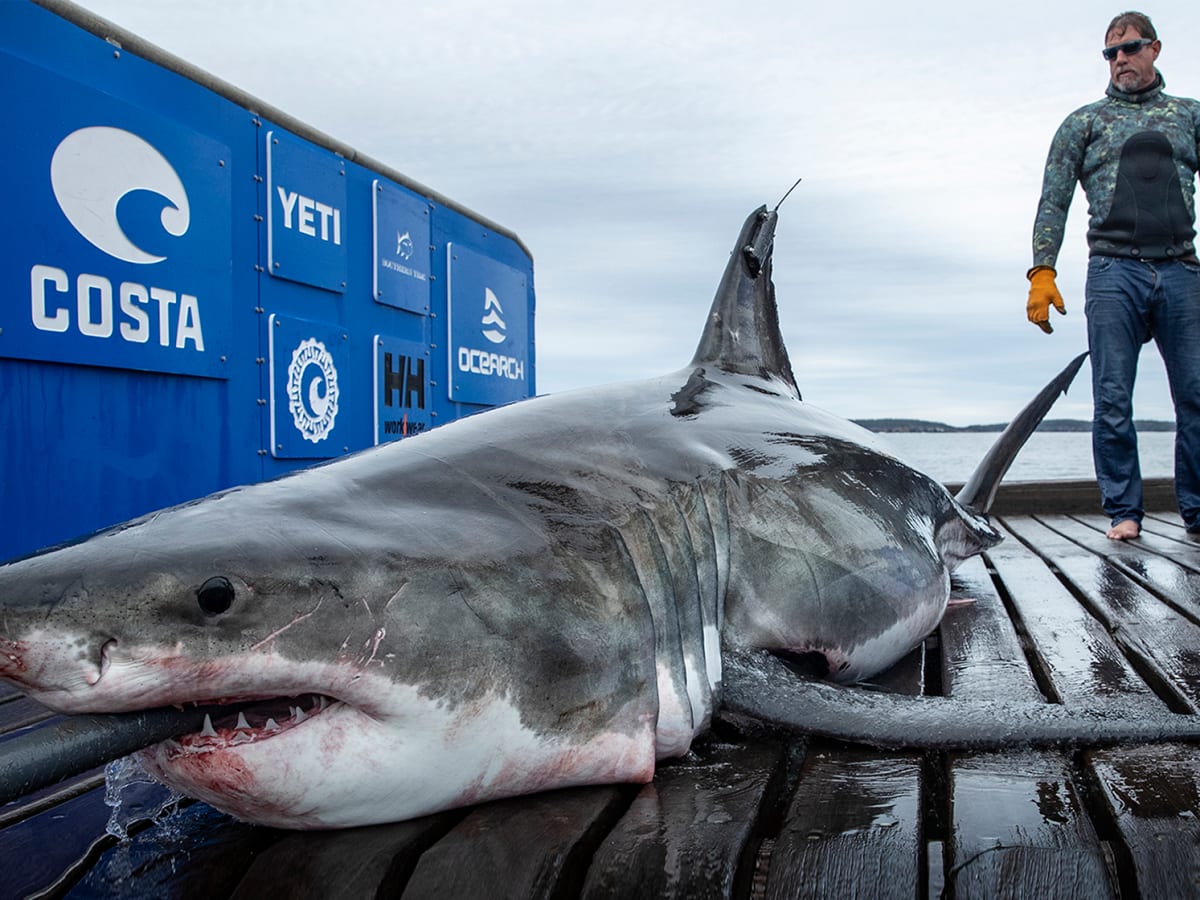 Ocearch shirts clearance