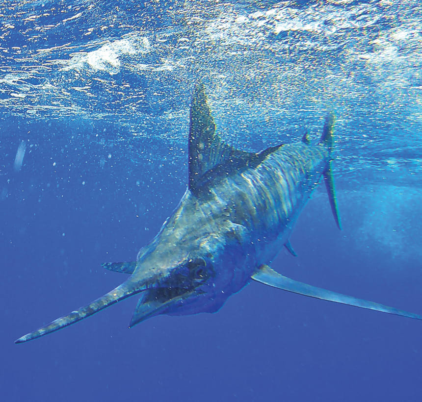 Billfishing the Abaco islands of the Bahamas - Power & Motoryacht