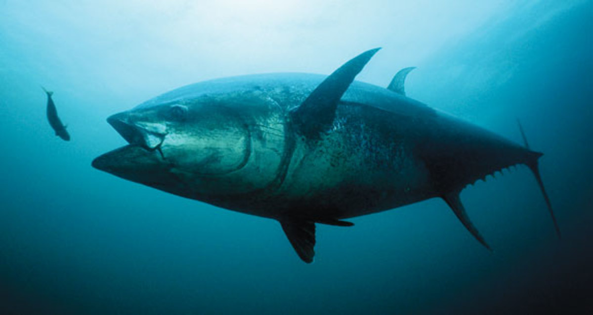 Schooled by Bluefin Tuna - Power Motoryacht