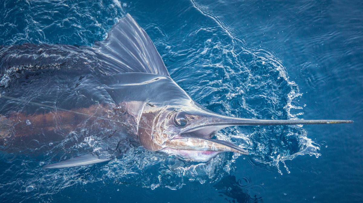 Billfish numbers have been on the rise. Here s why. - Power Motoryacht