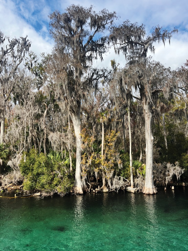 A vertical, eye-level shot of a lush Florida shoreline lined with towering cypress trees heavily draped in gray Spanish moss. The pale, thick trunks of the cypress trees rise directly from the water's edge, interspersed with smaller green palmetto bushes and leafy shrubs. In the foreground, the clear, vibrant green water of a natural spring reveals the dark bottom underneath, contrasting with a partly cloudy blue sky visible through the treetops.