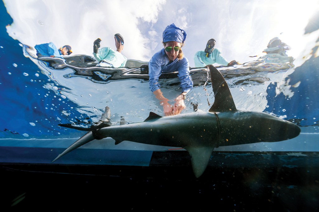 A split-level underwater view of researchers on a boat leaning over the side to tag a shark alongside the hull in clear tropical water.