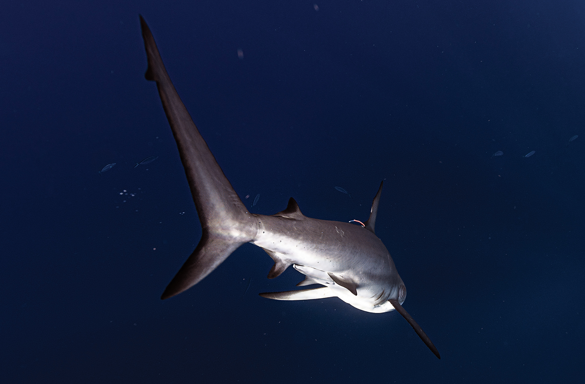 An underwater shot showing the tail end and underside of a shark swimming away into deep blue ocean water, with a tag visible near its dorsal fin.