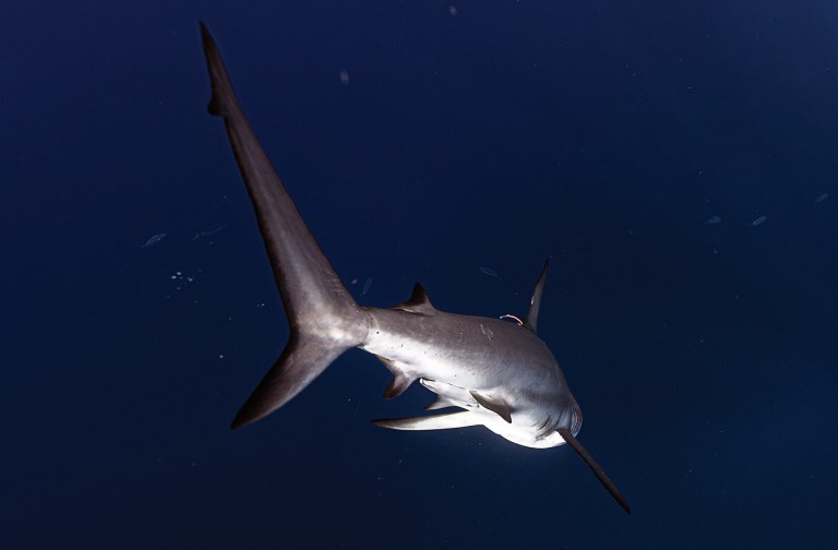 An underwater shot showing the tail end and underside of a shark swimming away into deep blue ocean water, with a tag visible near its dorsal fin.
